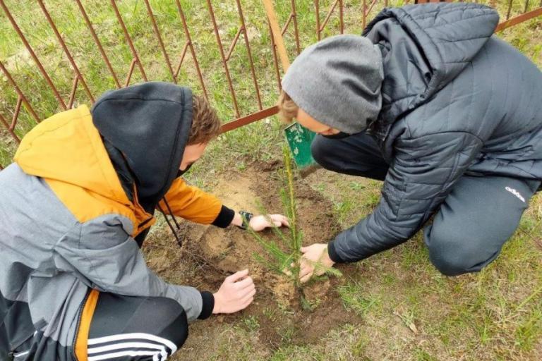 Wasilków: Sadzimy papieskie świerki