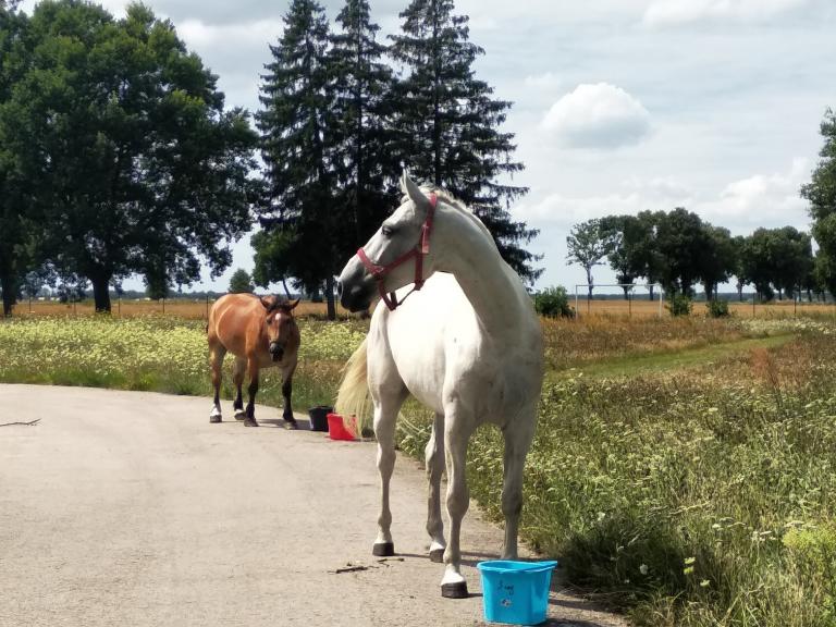 Wakacje z końmi w Ośrodku OHP w Radzyniu Podlaskim