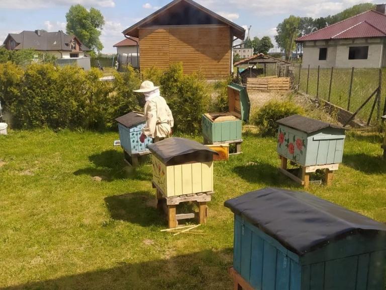 Światowy Dzień Pszczół w Kwidzynie