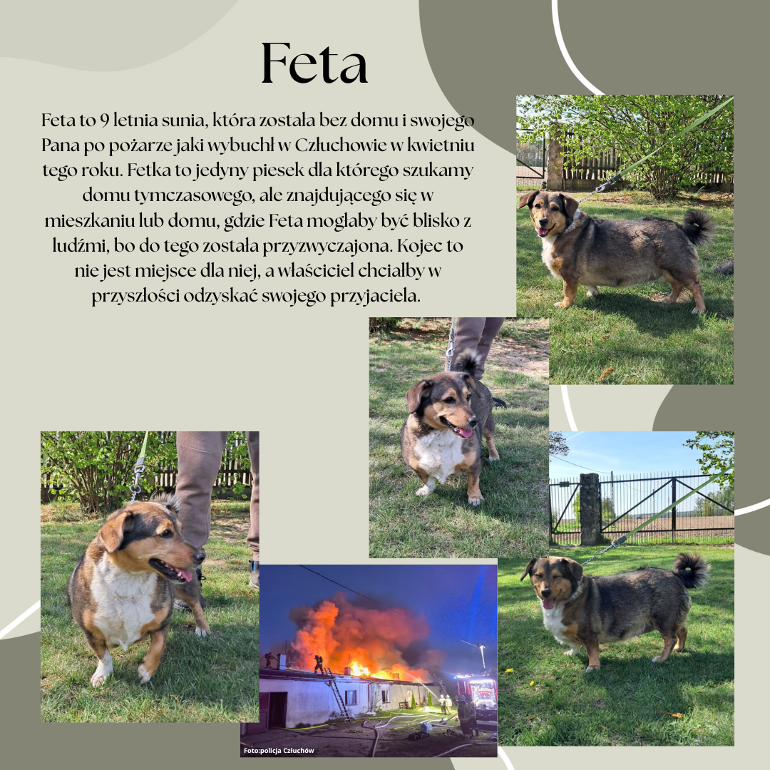 Feta_post.png