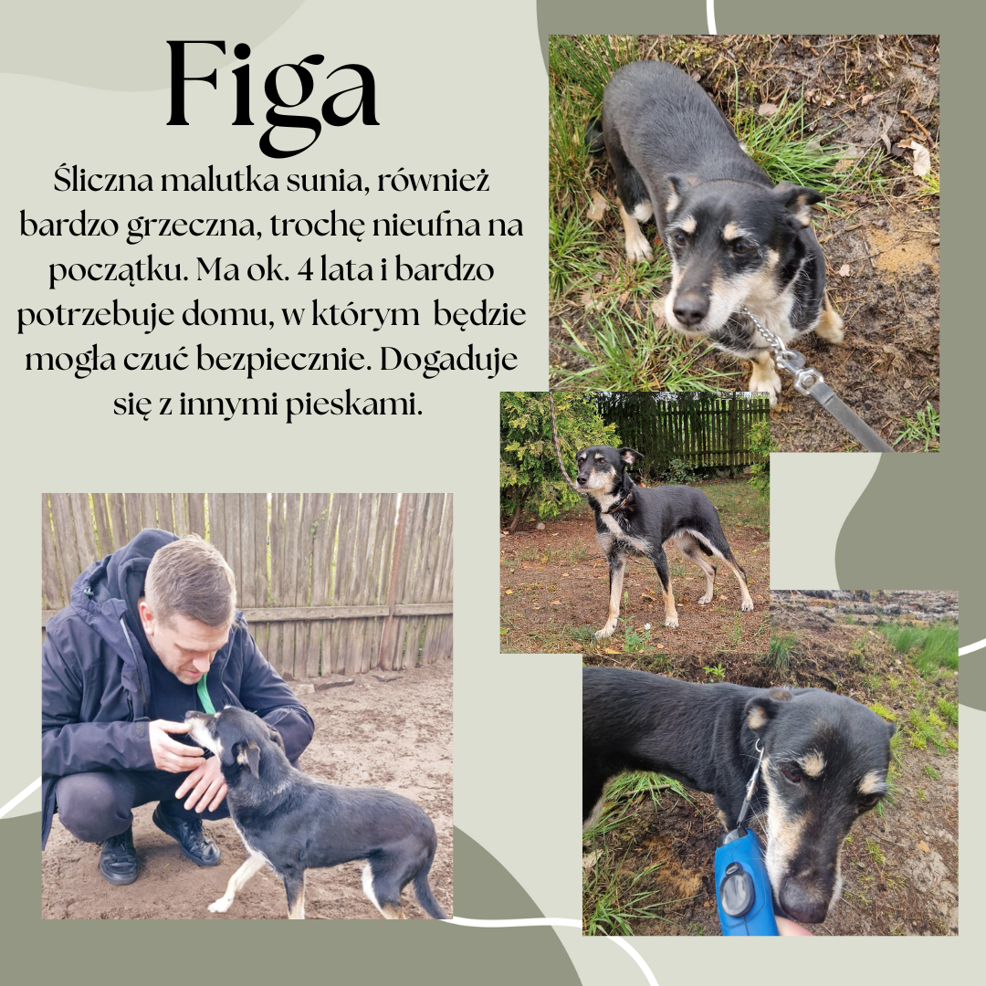 Figa_post.png