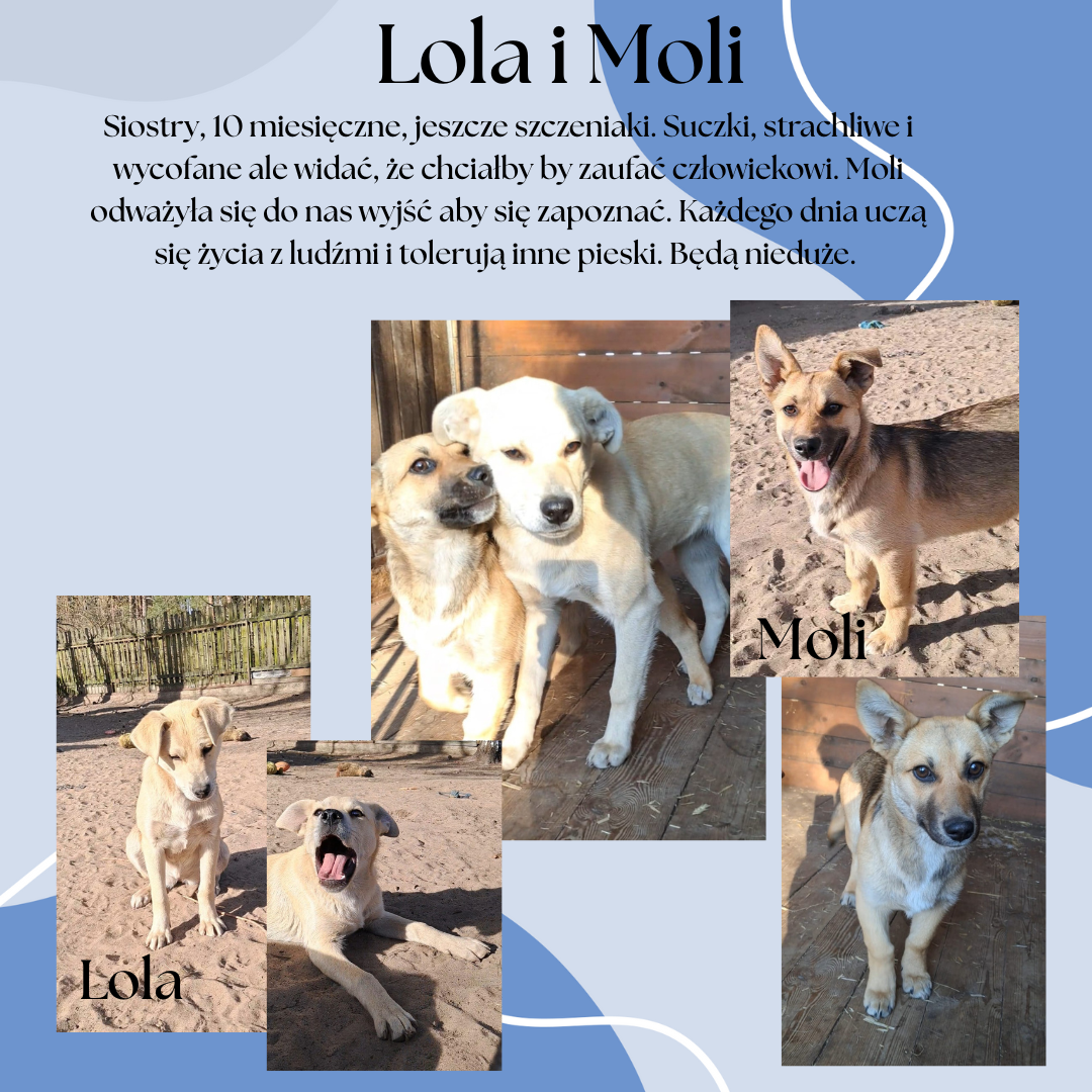 Lola_i_Moli_post.png