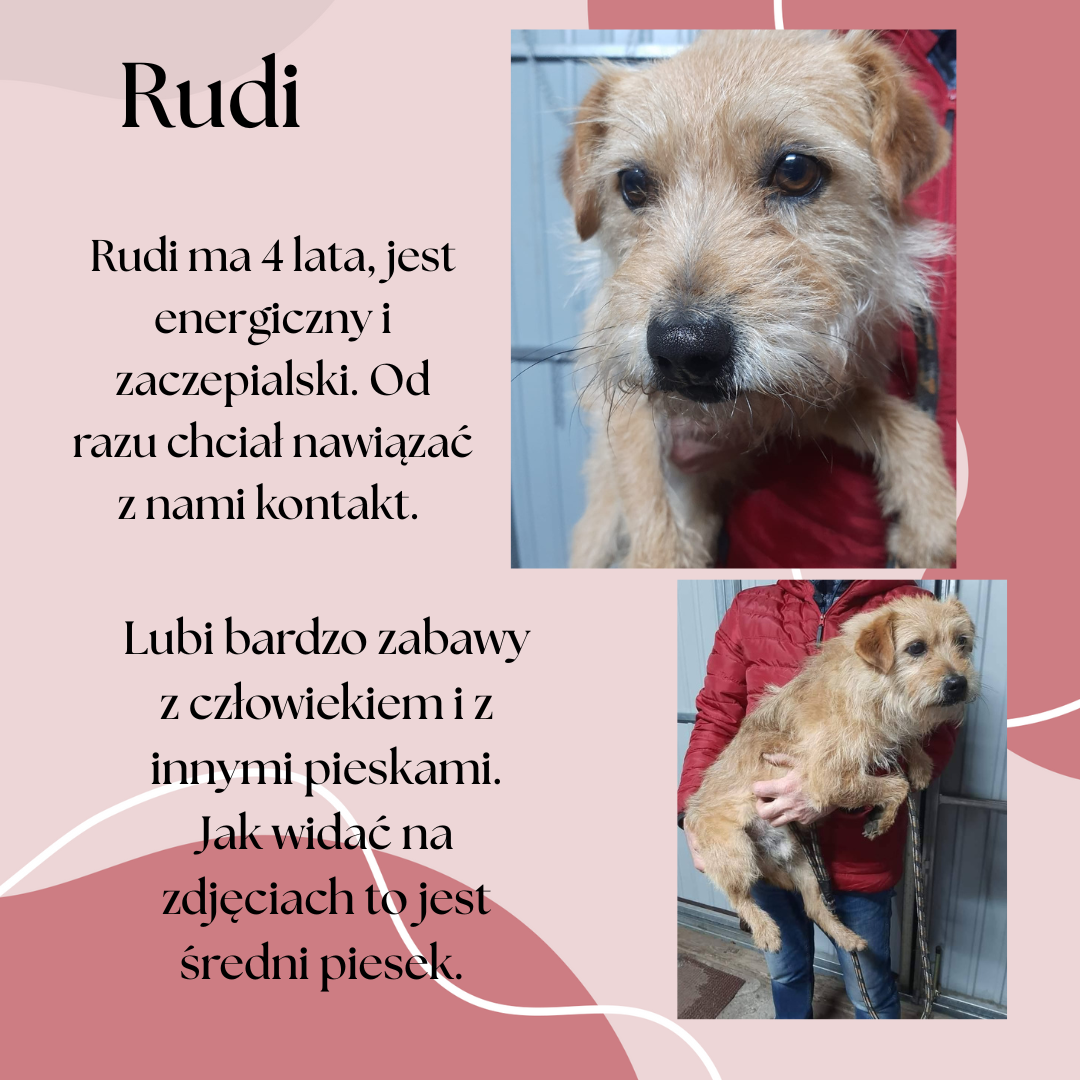 Rudi_post.png