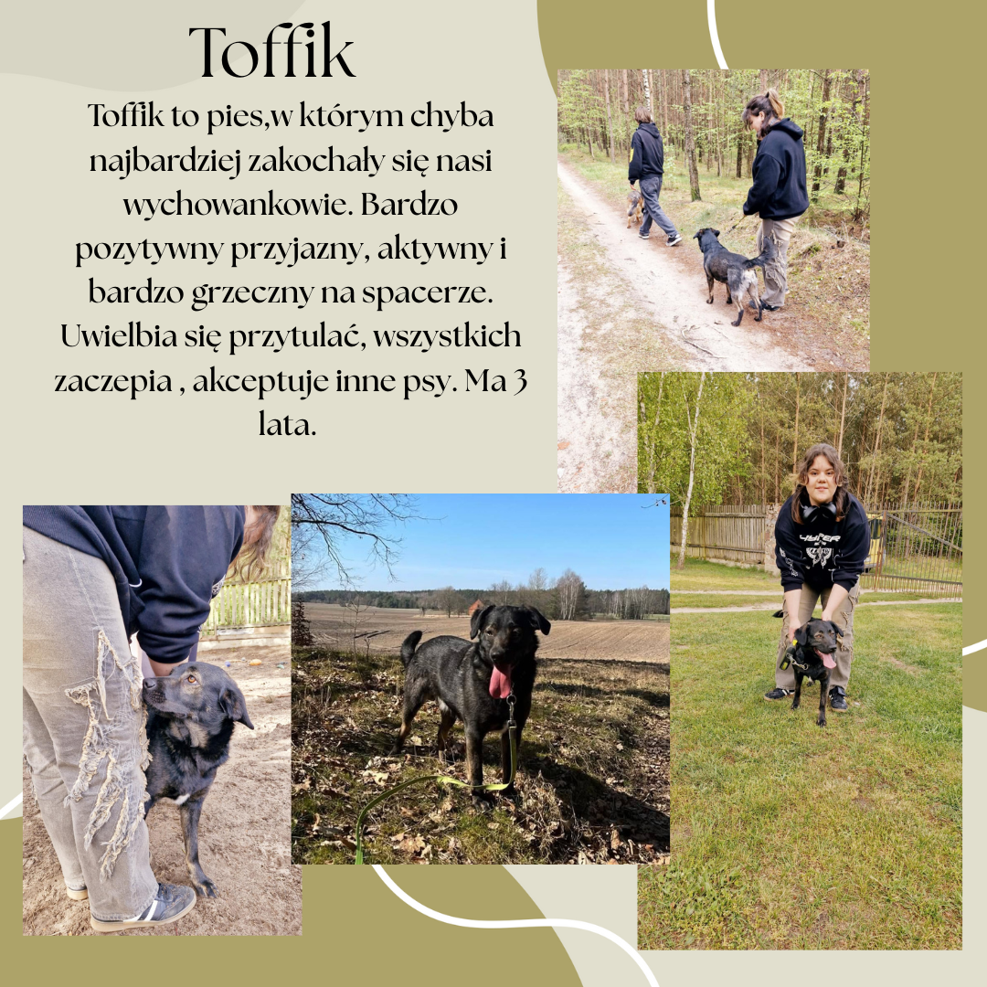 Toffik_post.png