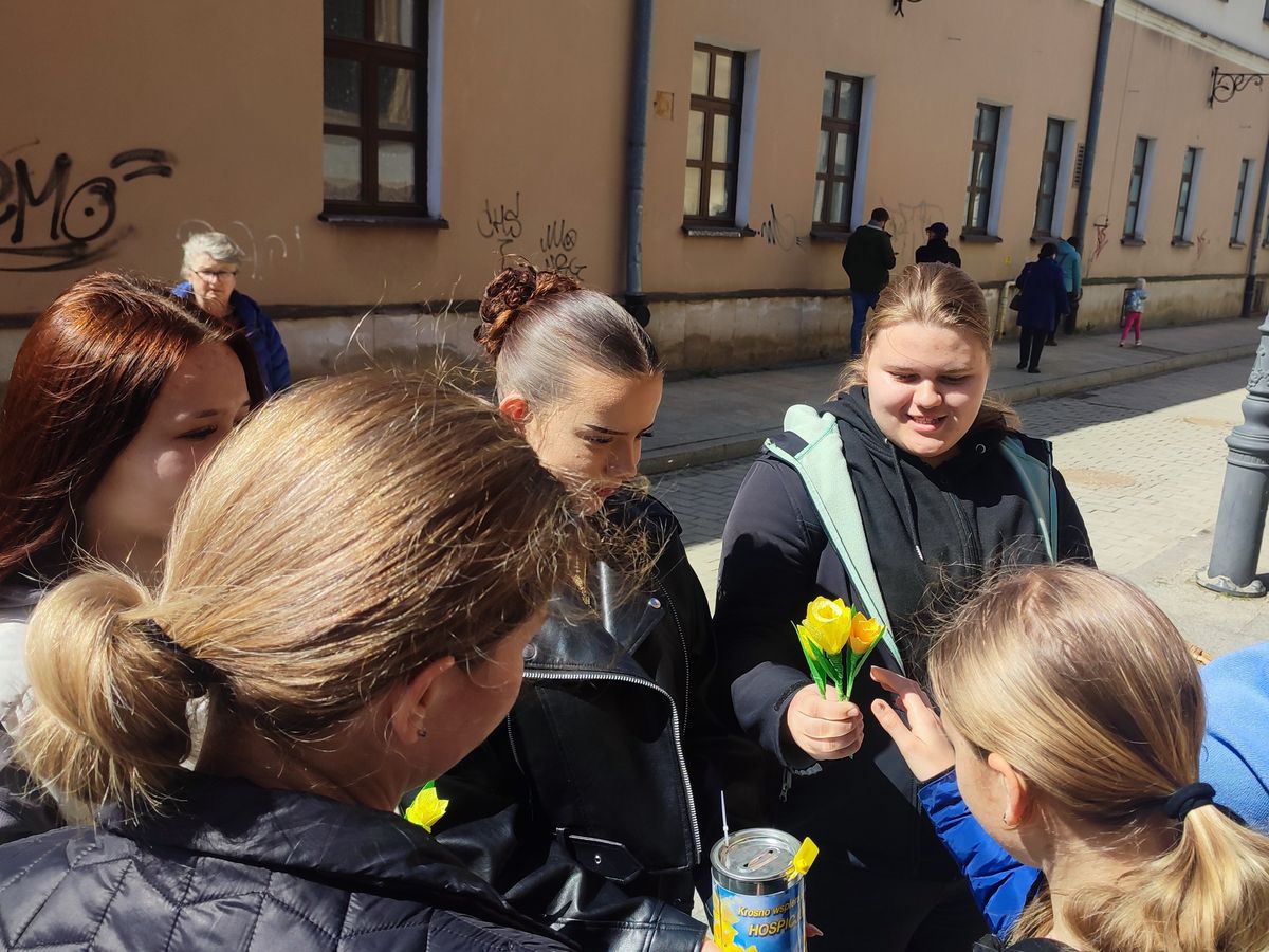 Wolontariat z żonkilami Krośnieńskie Pola Nadziei 2025 2