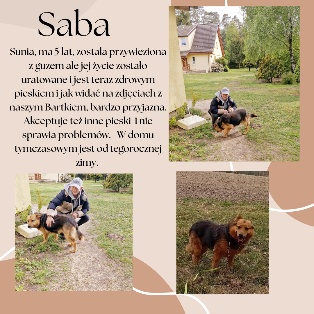 post_saba_2.png