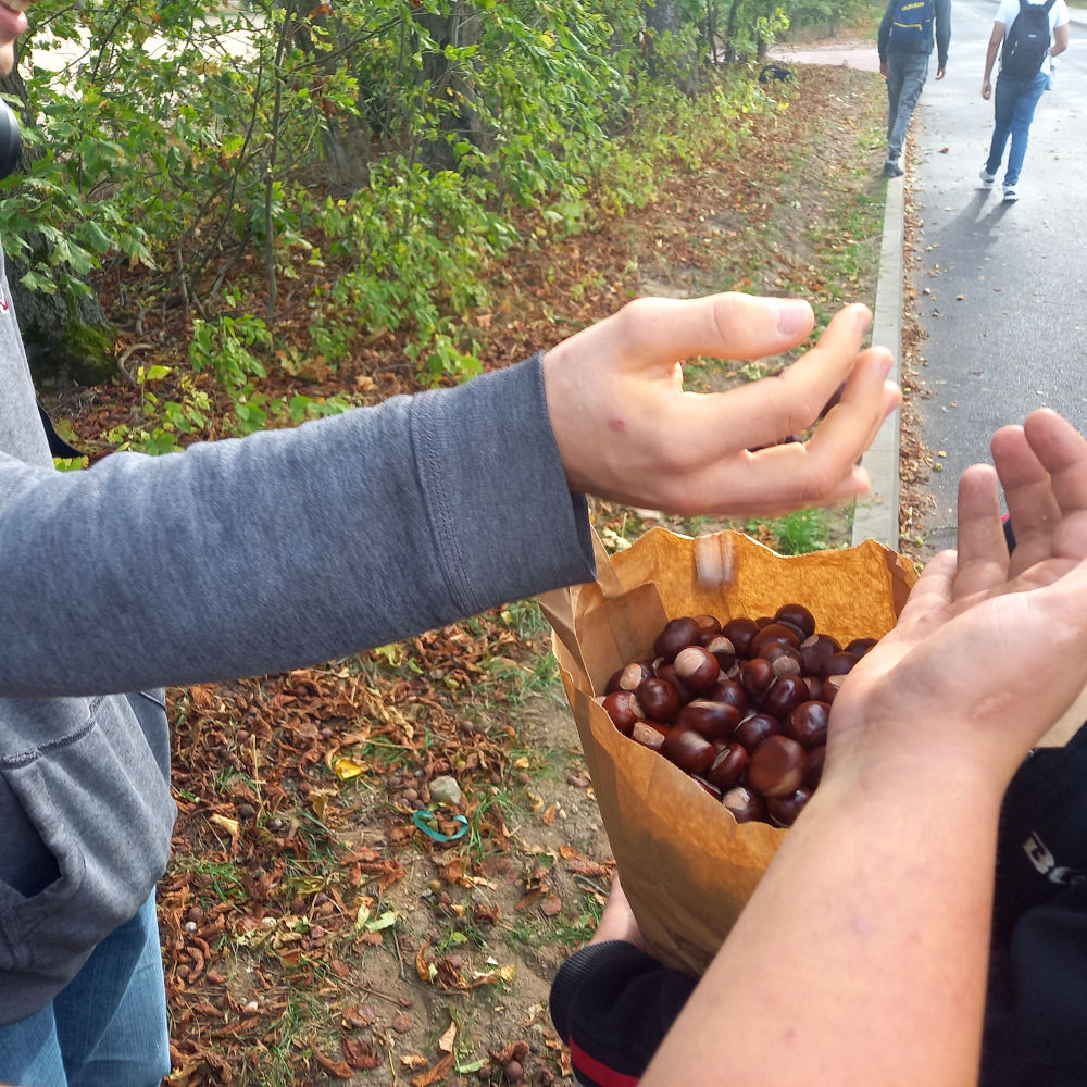 Grajewo: Zbieramy dary jesieni